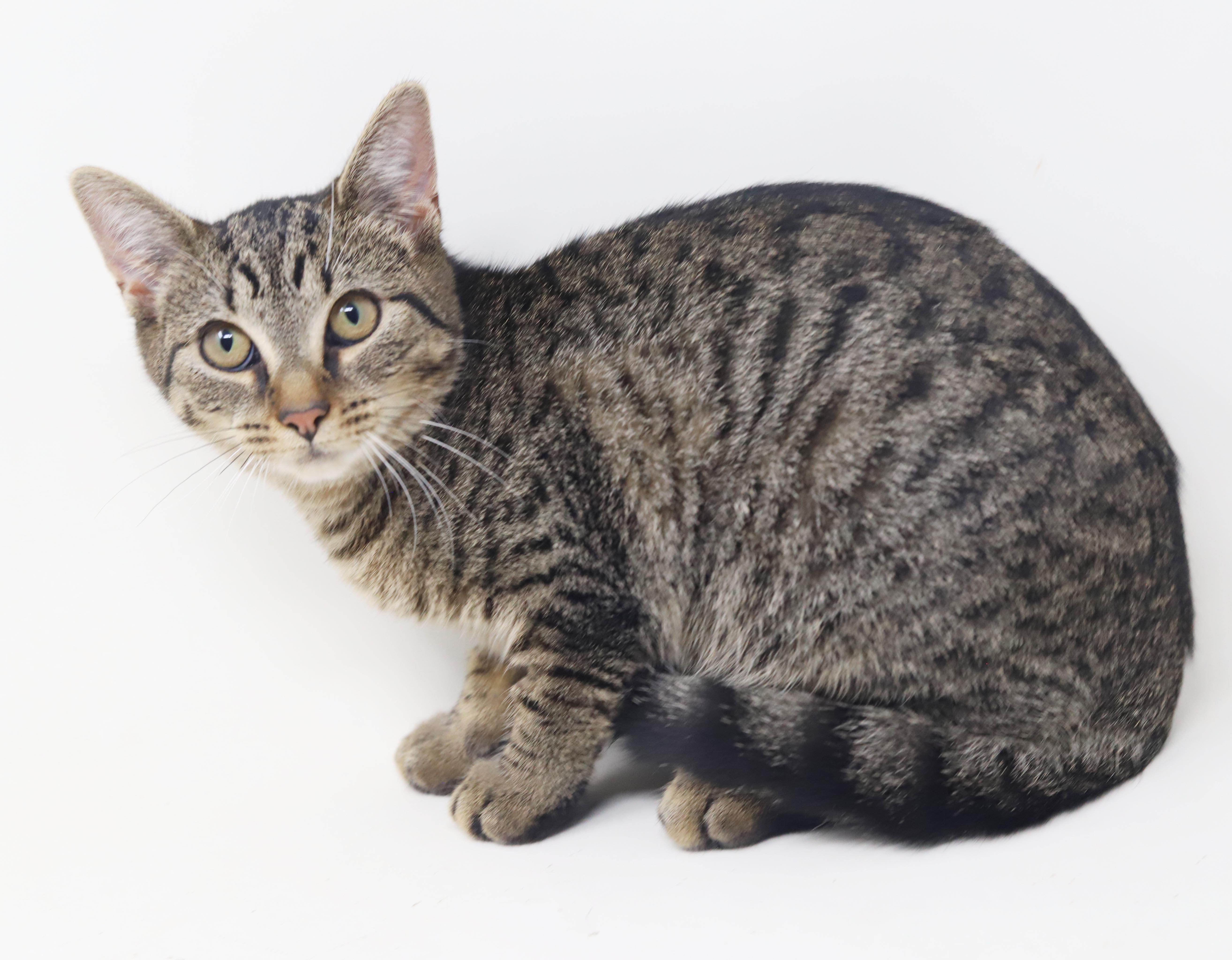 Enlarge Apple our love - What a polka dotted MINI dream - EPIC VIDEO LOVES KIDS, a Adoptable mixed breed in Bedford Hills, NY image 5/6