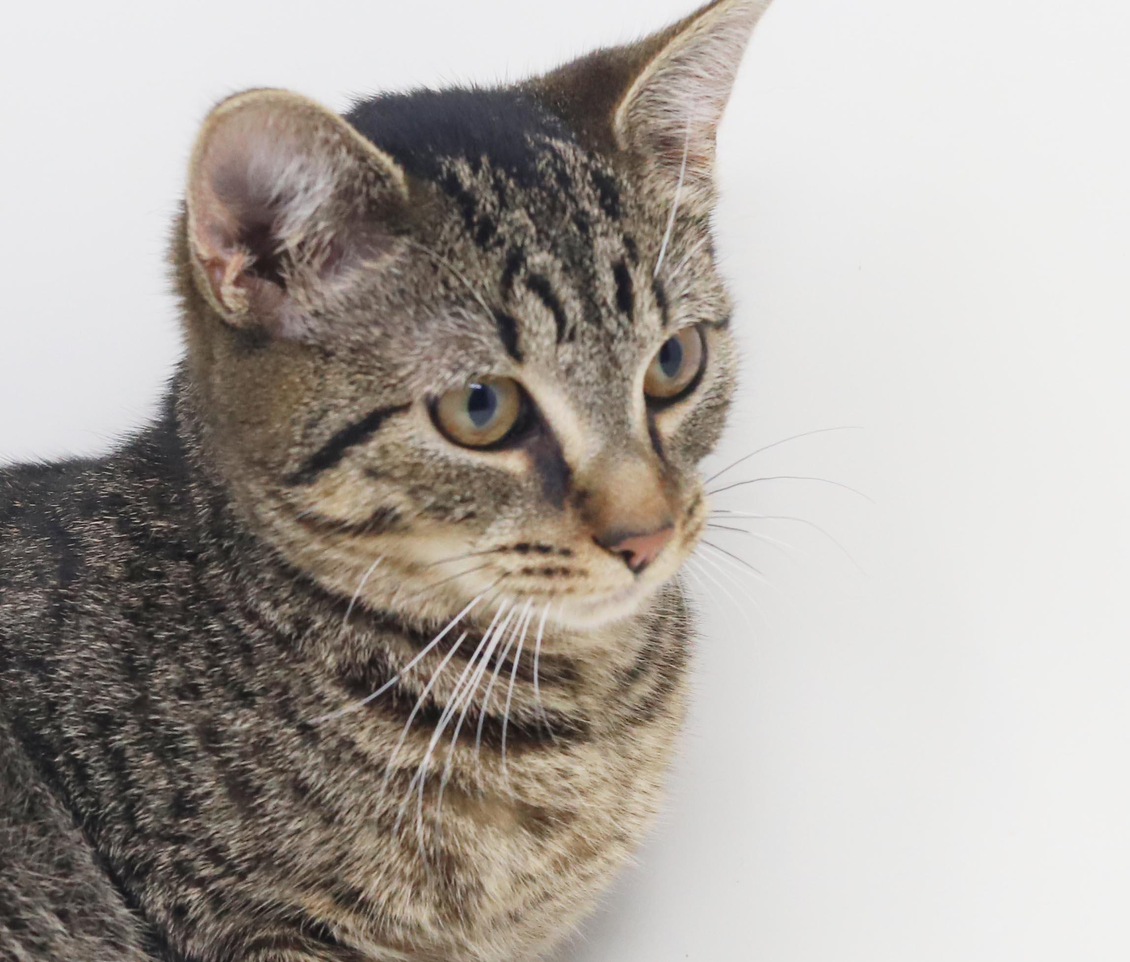 Enlarge Apple our love - What a polka dotted MINI dream - EPIC VIDEO LOVES KIDS, a Adoptable mixed breed in Bedford Hills, NY image 2/6