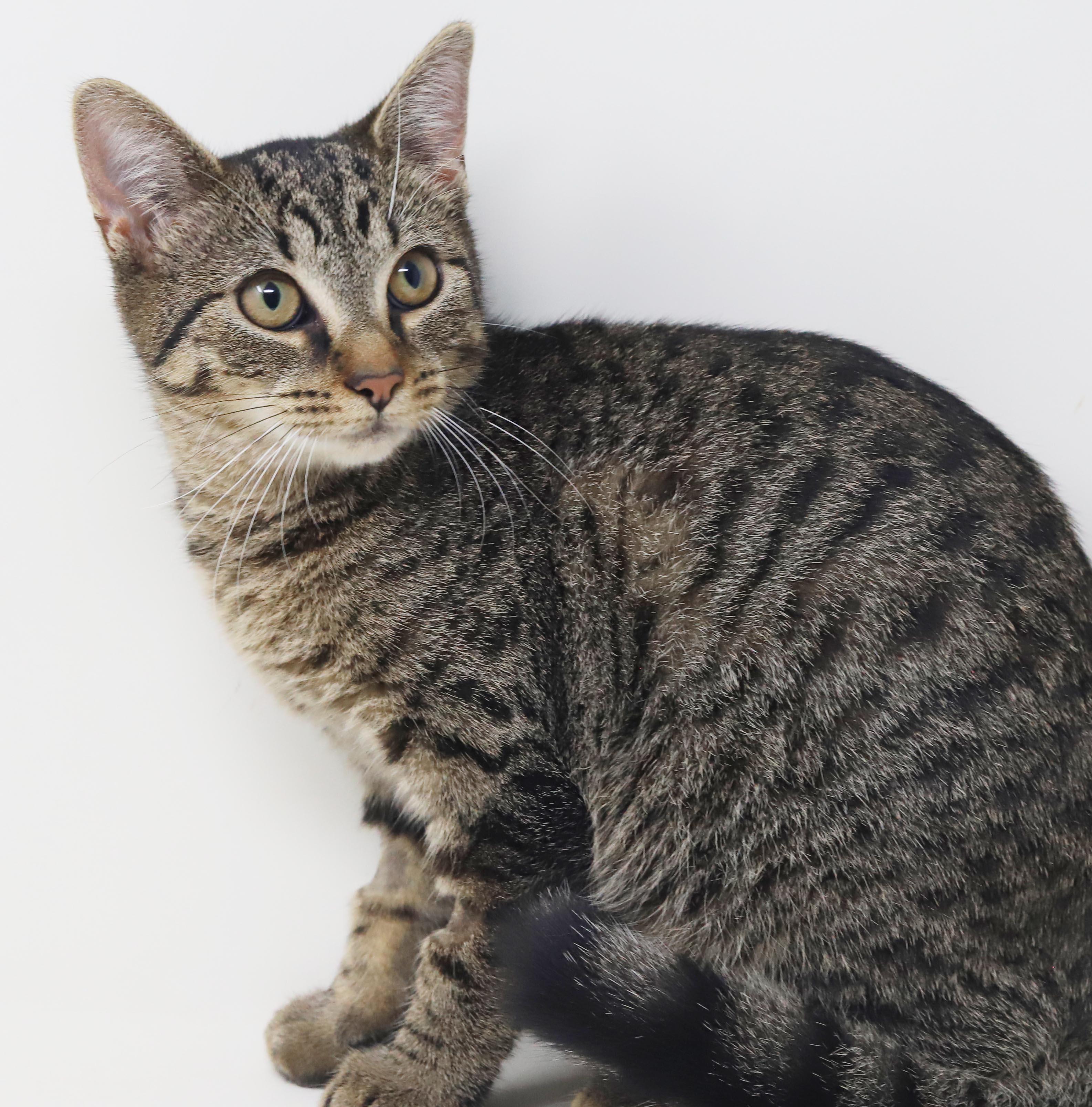 Apple our love - What a polka dotted MINI dream - EPIC VIDEO LOVES KIDS, Adoptable, Kitten Female Tabby & Bengal.