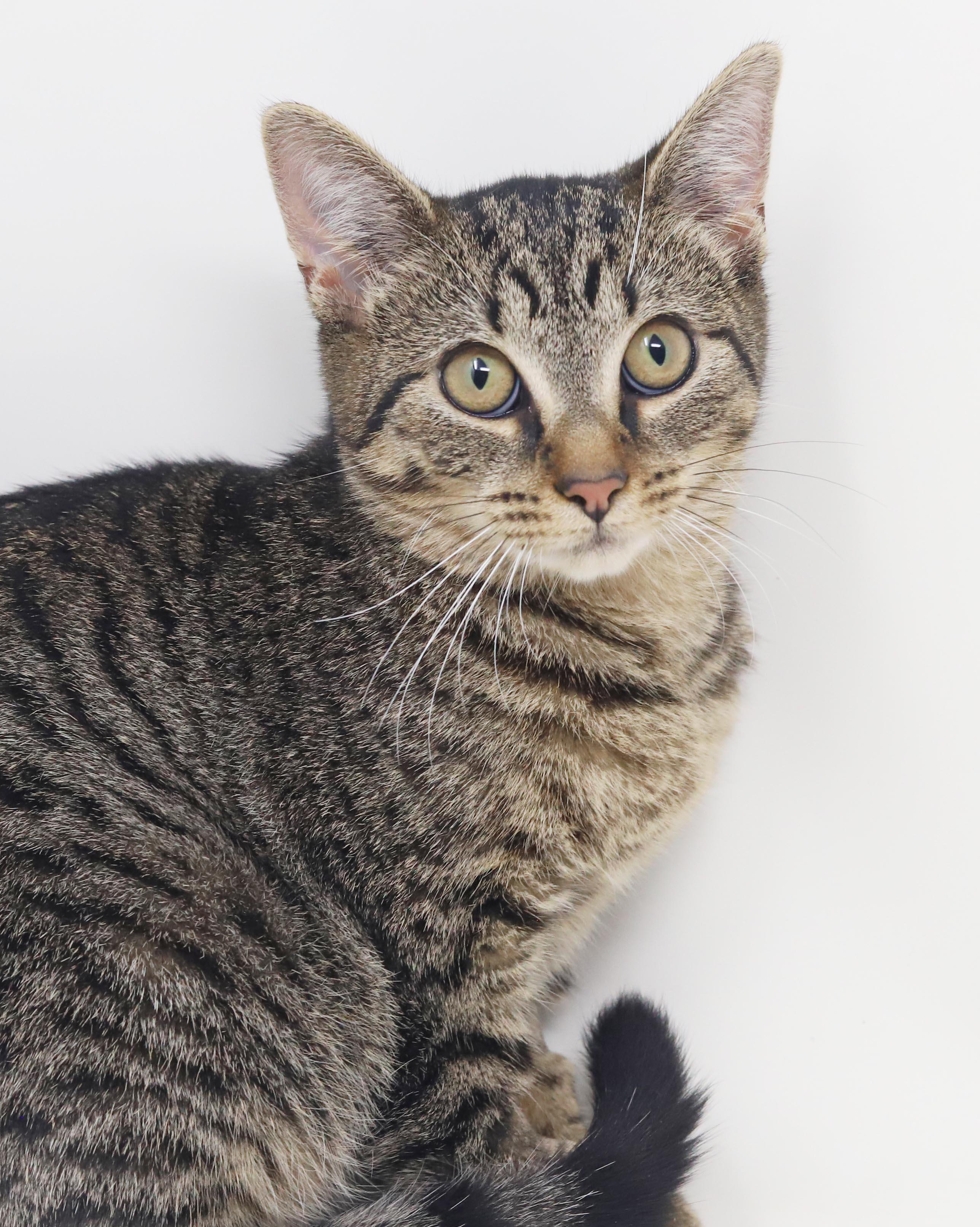 Enlarge Apple our love - What a polka dotted MINI dream - EPIC VIDEO LOVES KIDS, a Adoptable mixed breed in Bedford Hills, NY image 4/6