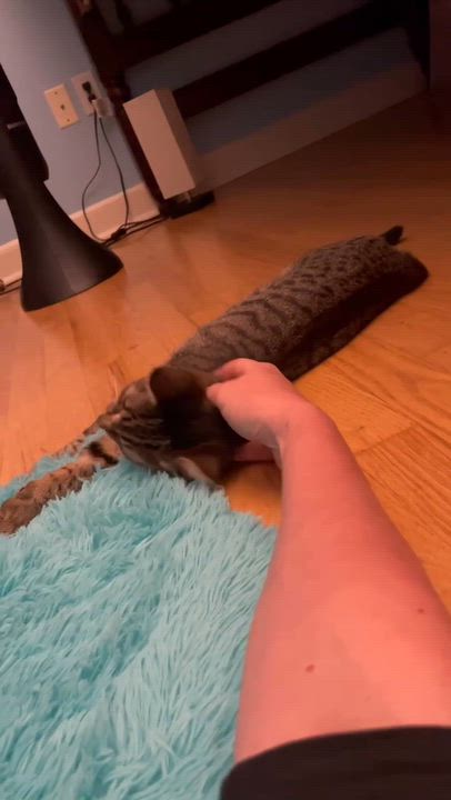 Enlarge Apple our love - What a polka dotted MINI dream - EPIC VIDEO LOVES KIDS, a Adoptable mixed breed in Bedford Hills, NY video 3/6