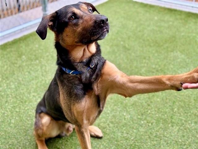 MILANO, Adoptable, Adult Male German Shepherd Dog & Rottweiler.