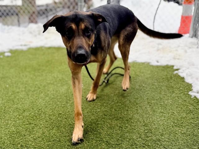 MILANO, Adoptable, Adult Male German Shepherd Dog & Rottweiler.