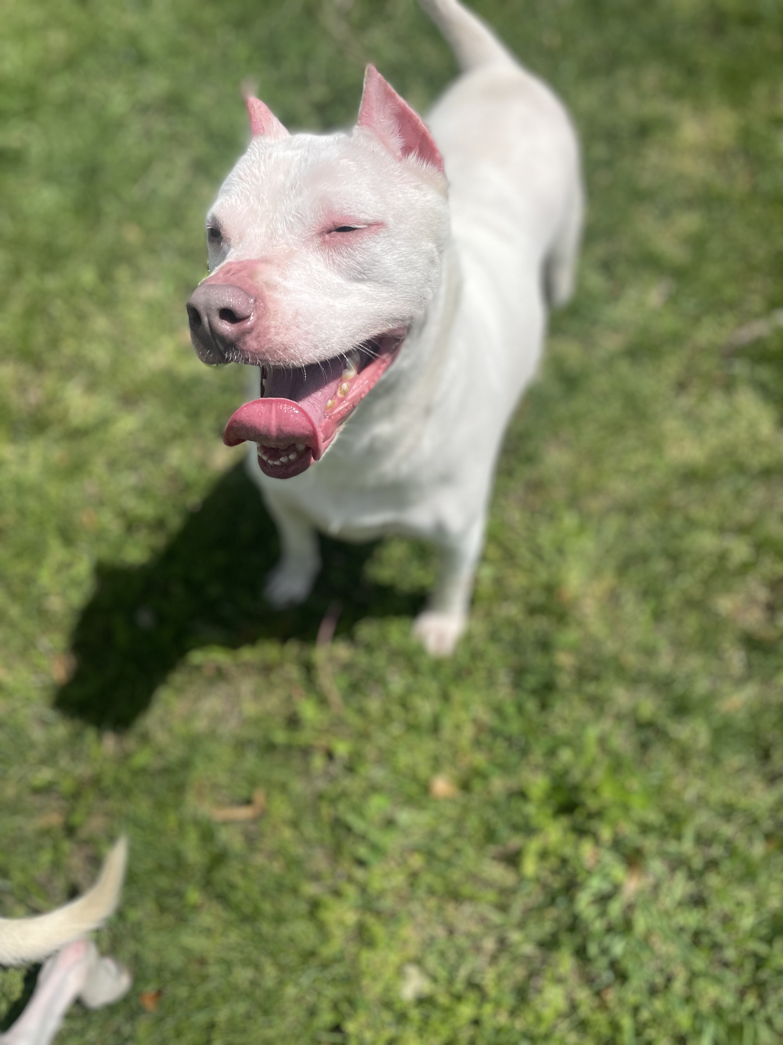 Minnie, a Adoptable American Staffordshire Terrier in Anderson, IN image 4/5