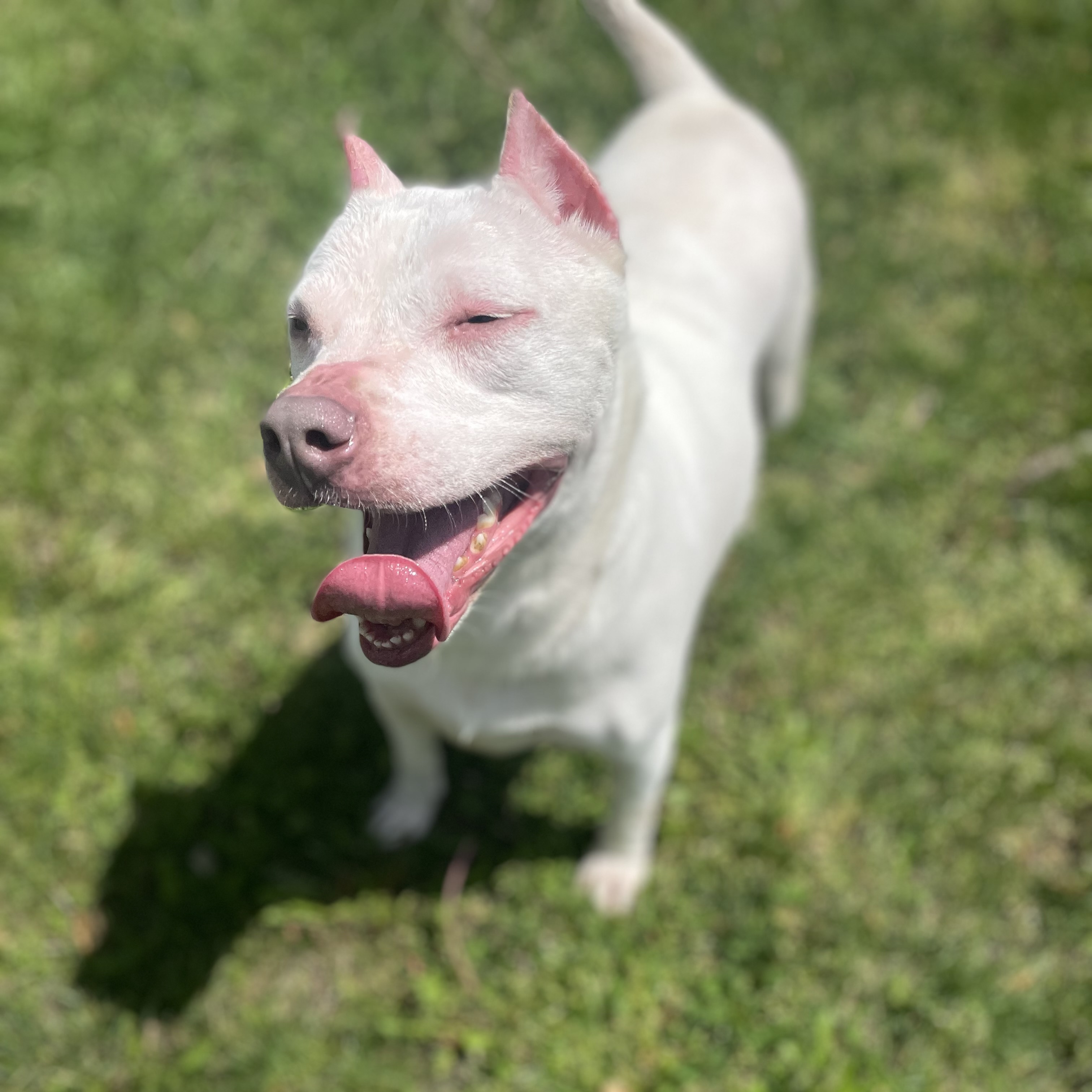 Enlarge Minnie, a Adoptable American Staffordshire Terrier in Anderson, IN image 4/5