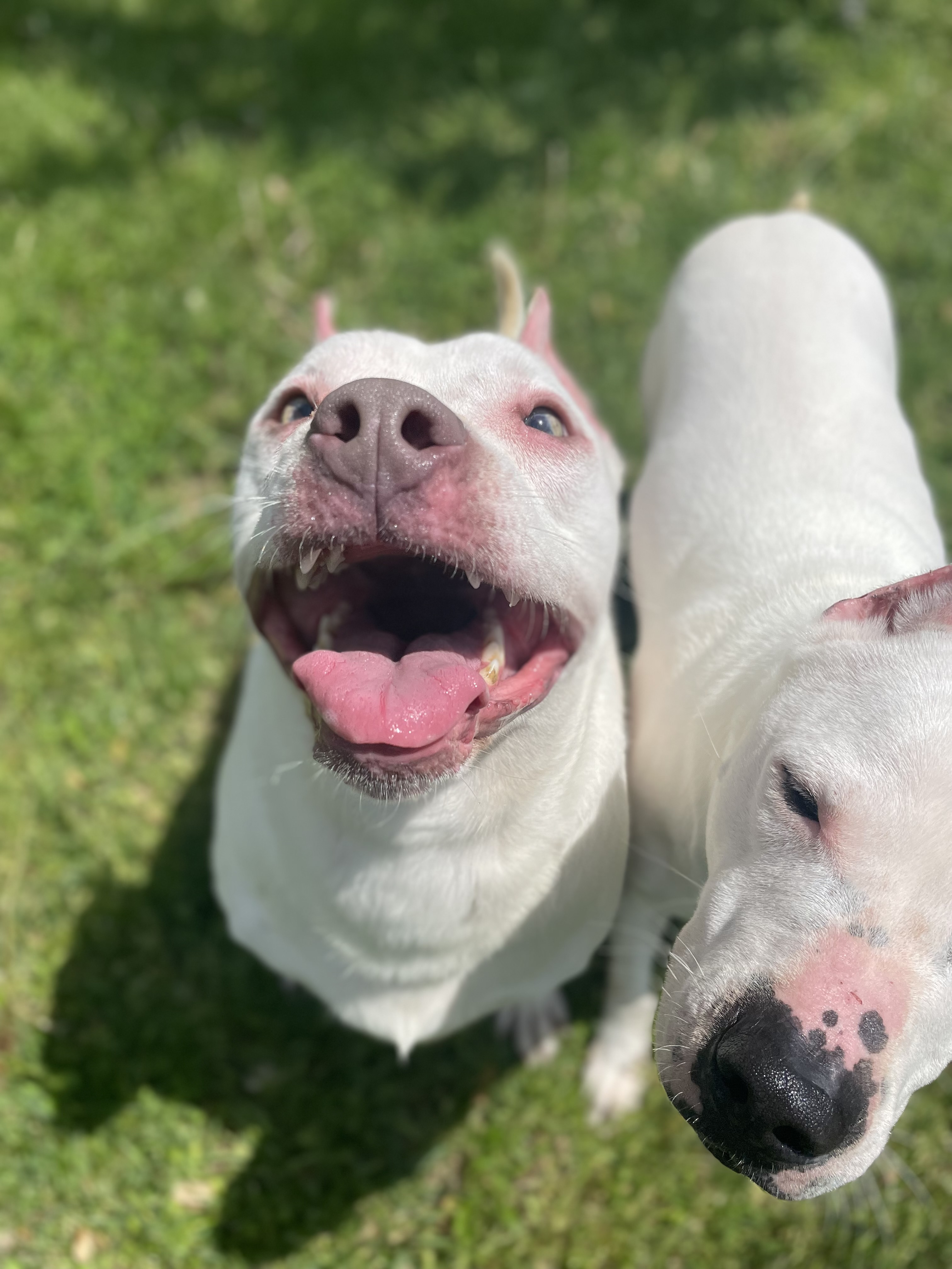 Minnie, a Adoptable American Staffordshire Terrier in Anderson, IN image 3/5