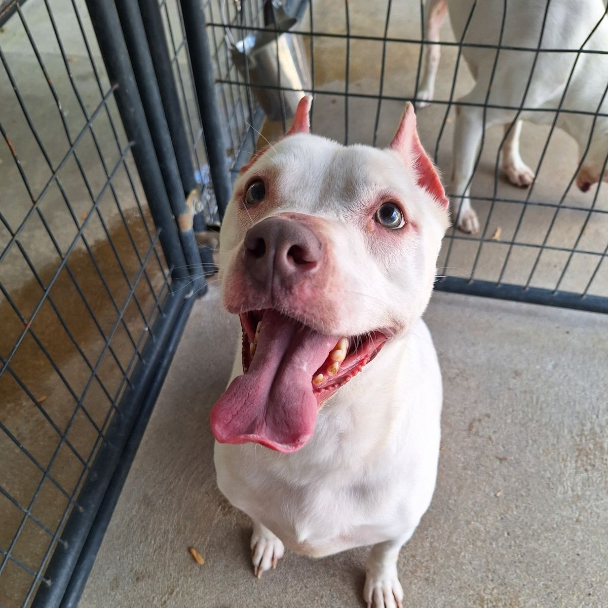 Enlarge Minnie, a Adoptable American Staffordshire Terrier in Anderson, IN image 5/5