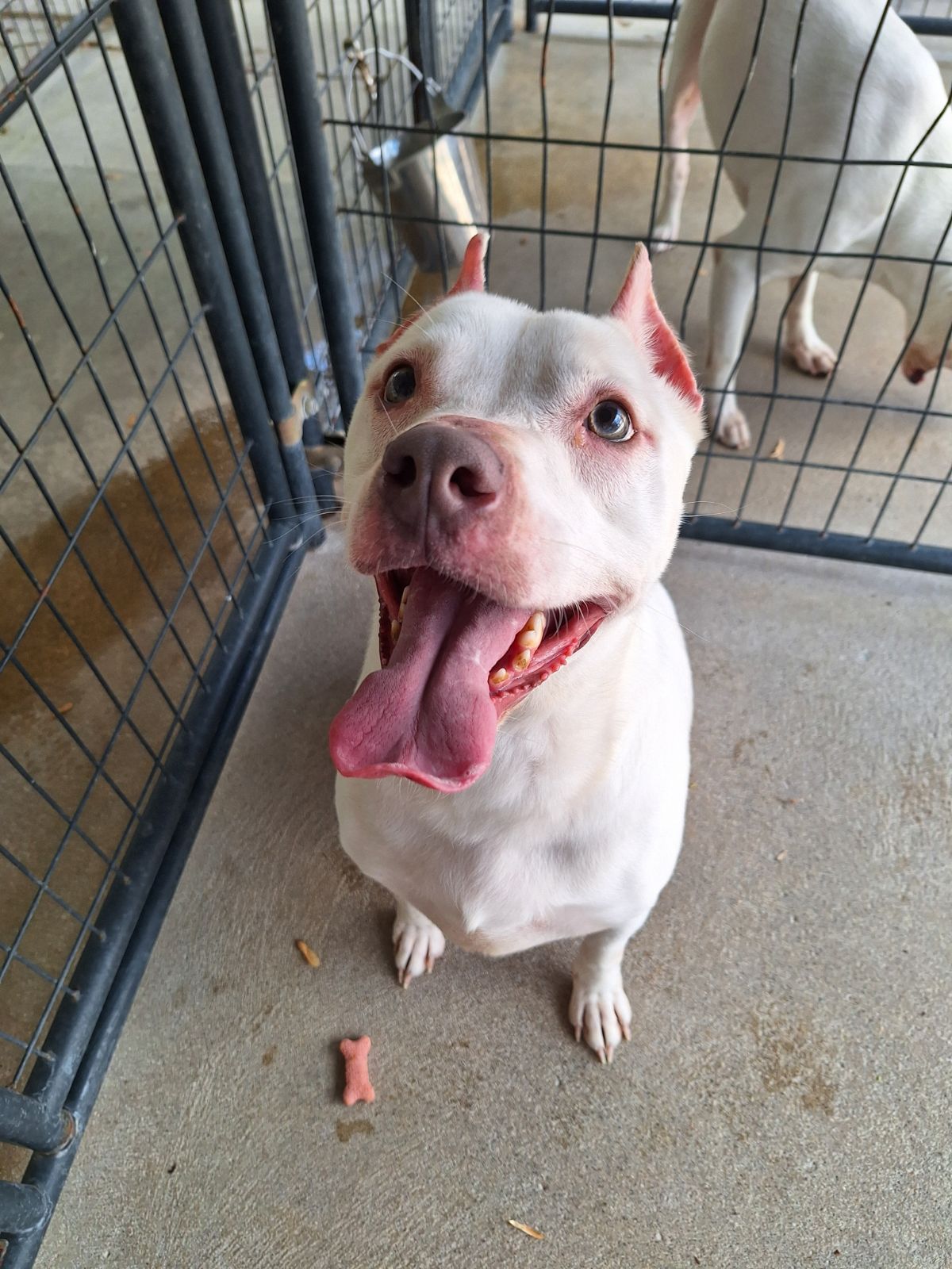 Minnie, a Adoptable American Staffordshire Terrier in Anderson, IN image 5/5
