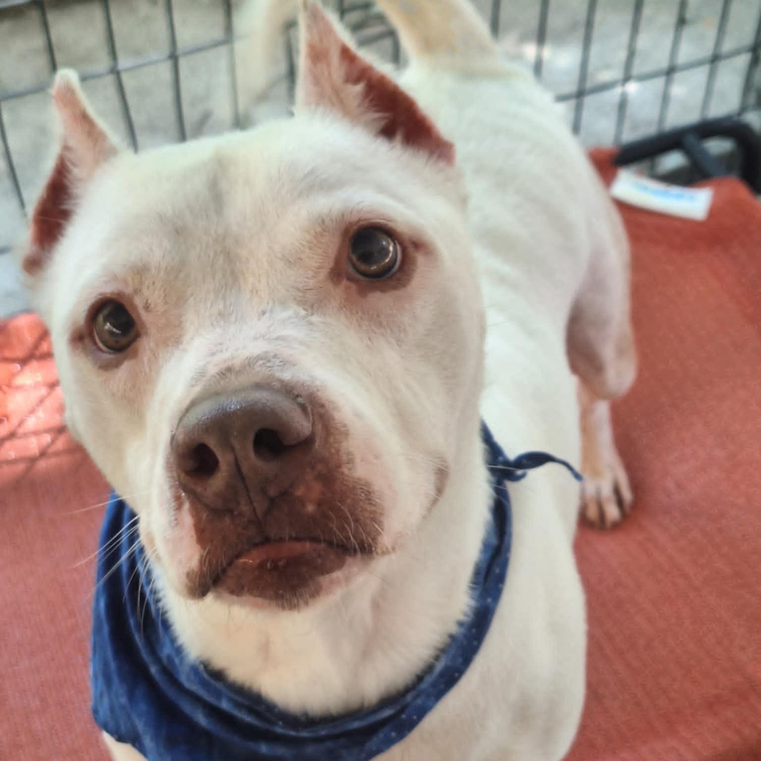 Enlarge Minnie, a Adoptable American Staffordshire Terrier in Anderson, IN image 1/5