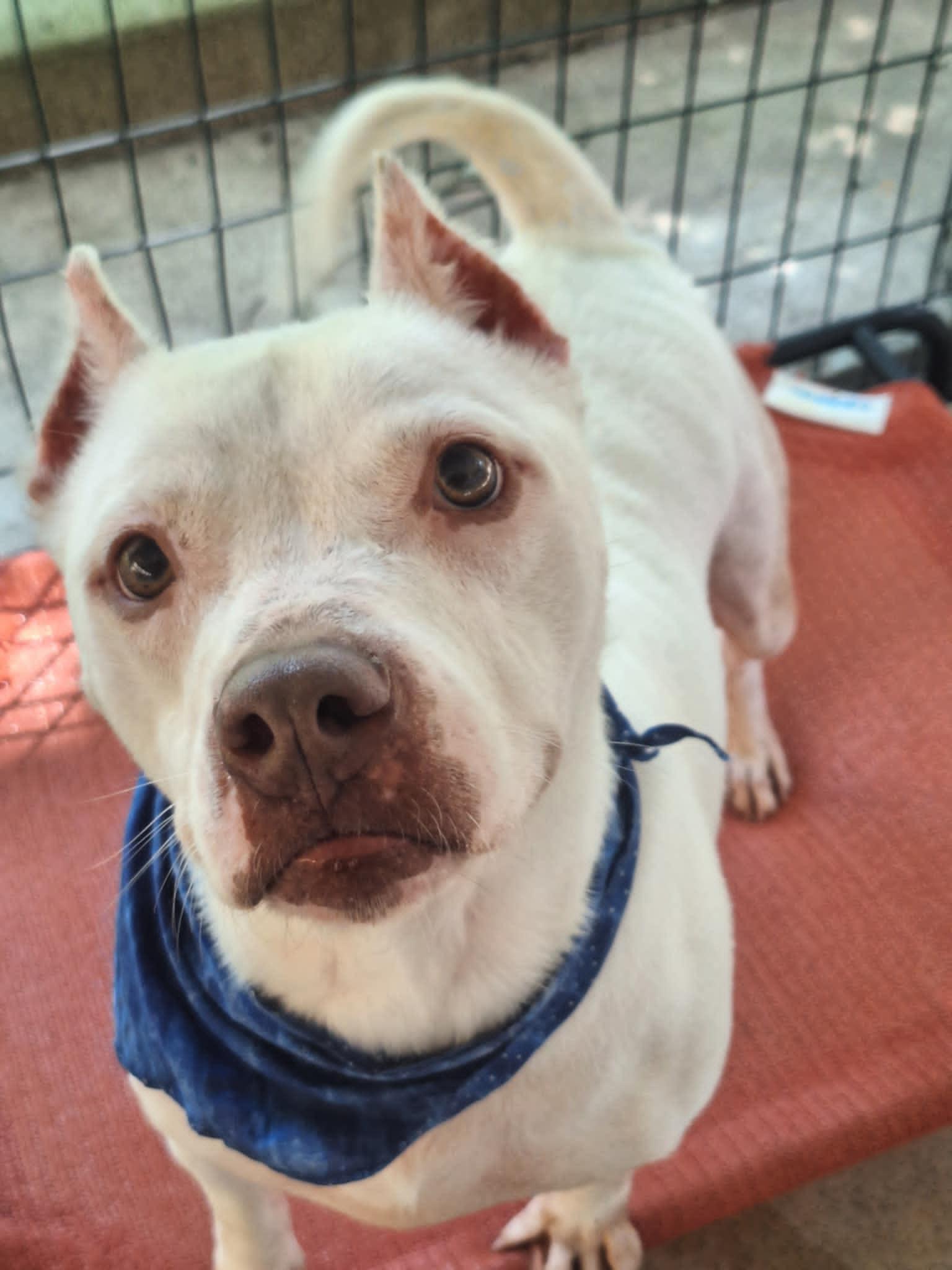 Minnie, a Adoptable American Staffordshire Terrier in Anderson, IN image 1/5