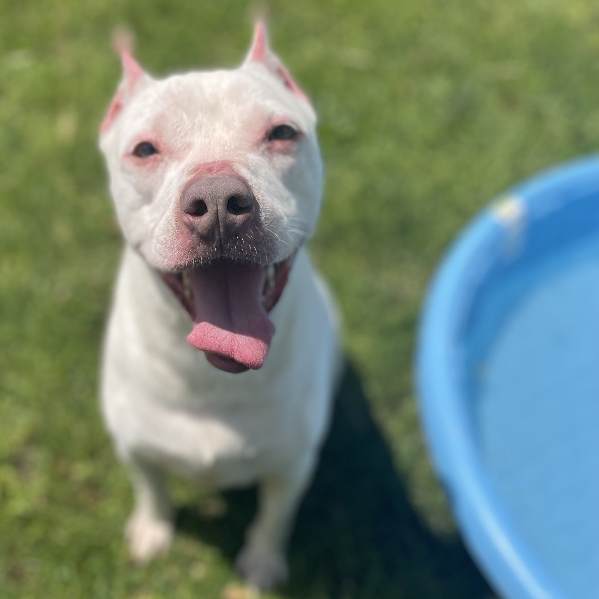 Enlarge Minnie, a Adoptable American Staffordshire Terrier in Anderson, IN image 2/5
