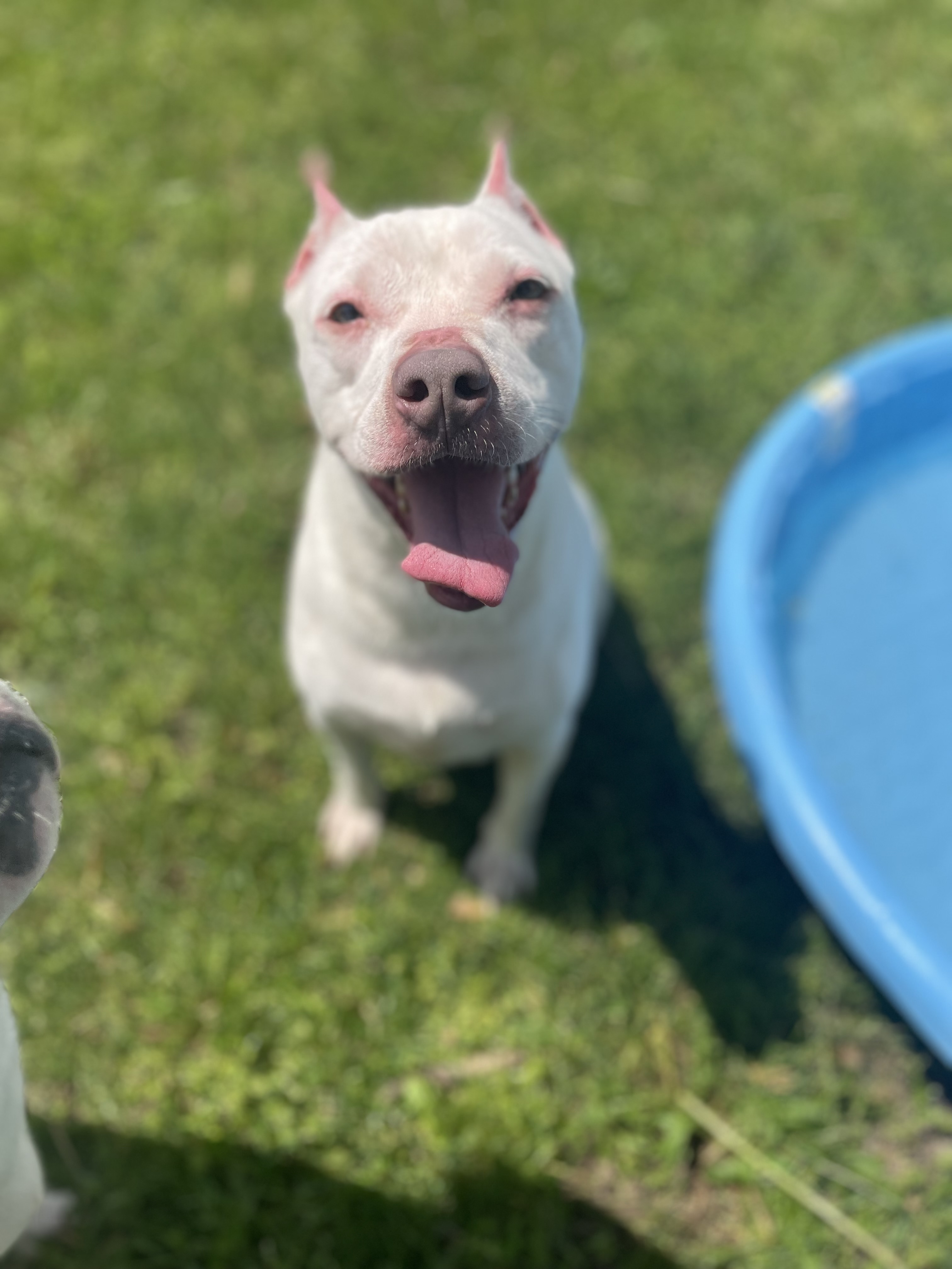 Minnie, a Adoptable American Staffordshire Terrier in Anderson, IN image 2/5