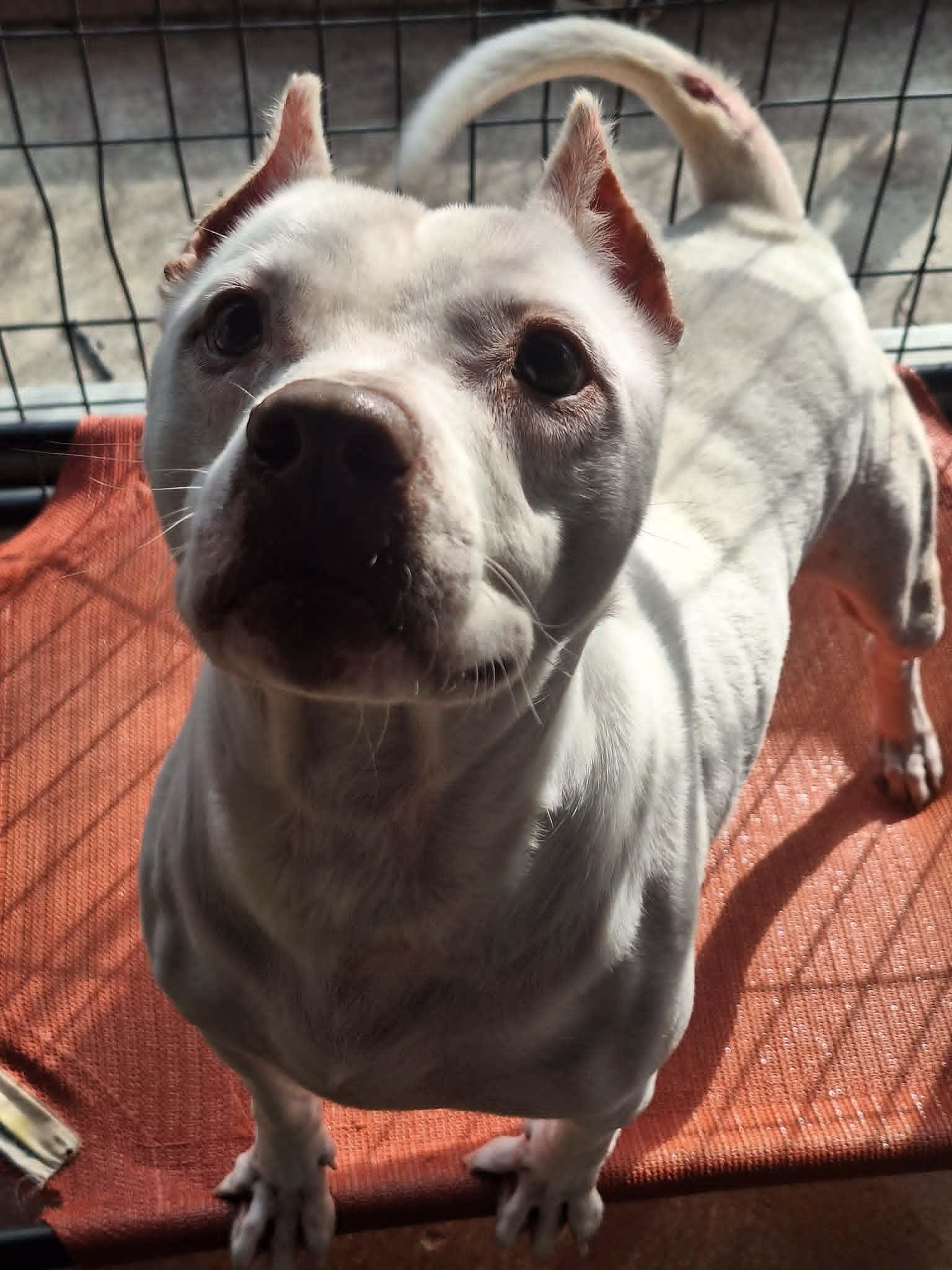 Enlarge Minnie, a Adoptable American Staffordshire Terrier in Anderson, IN image 3/5