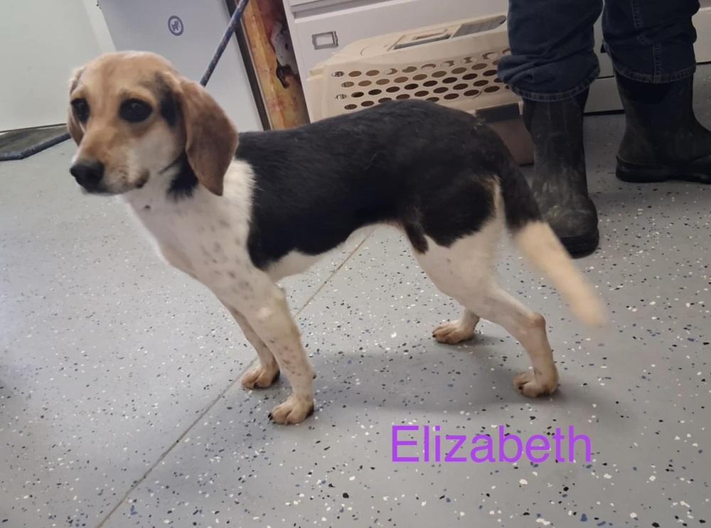 Elizabeth, Adoptable, Adult Female Beagle.