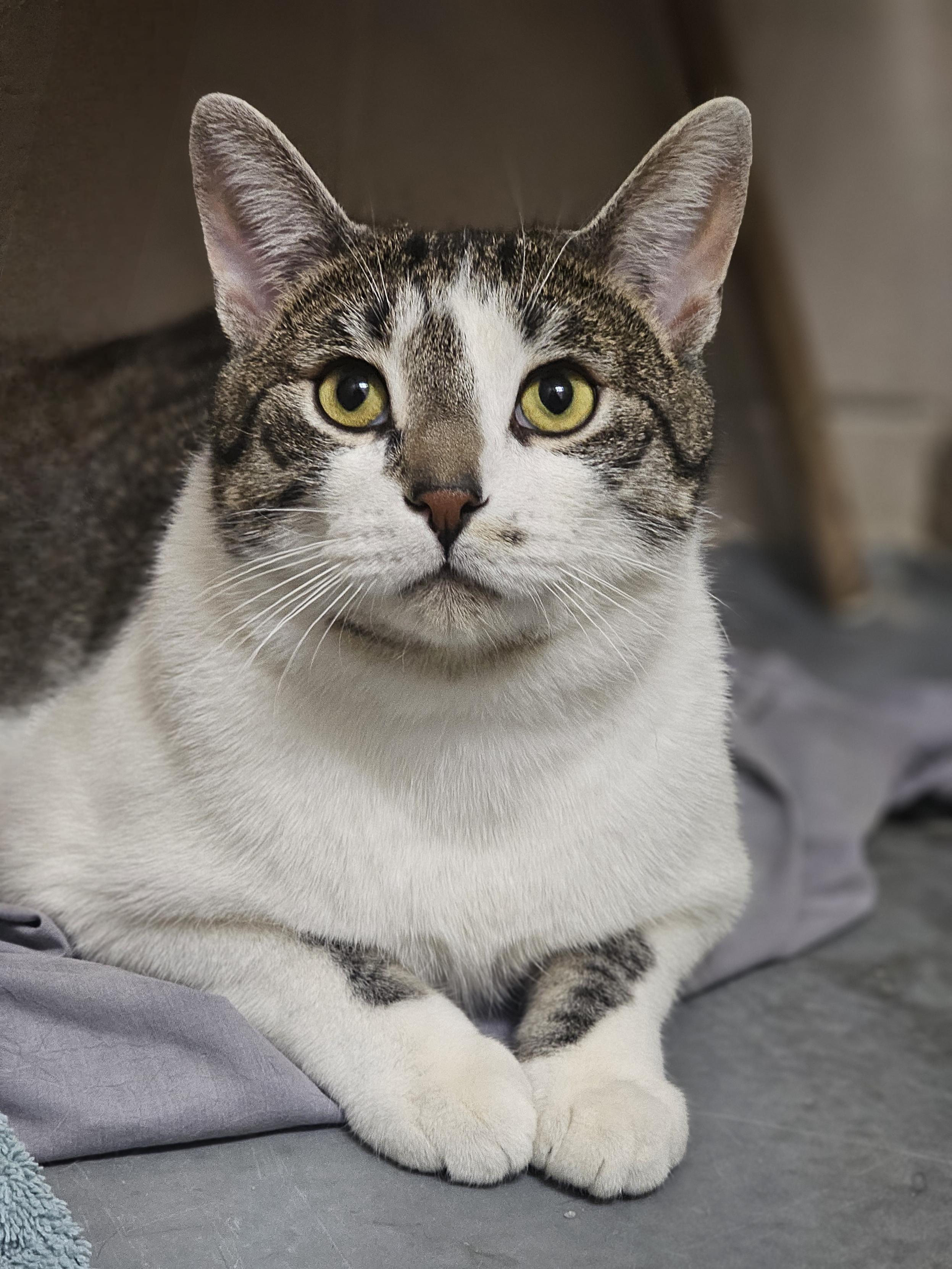 Enlarge Eeyore, a ADOPTABLE Domestic Short Hair in Bowmanville, ON image 1/2