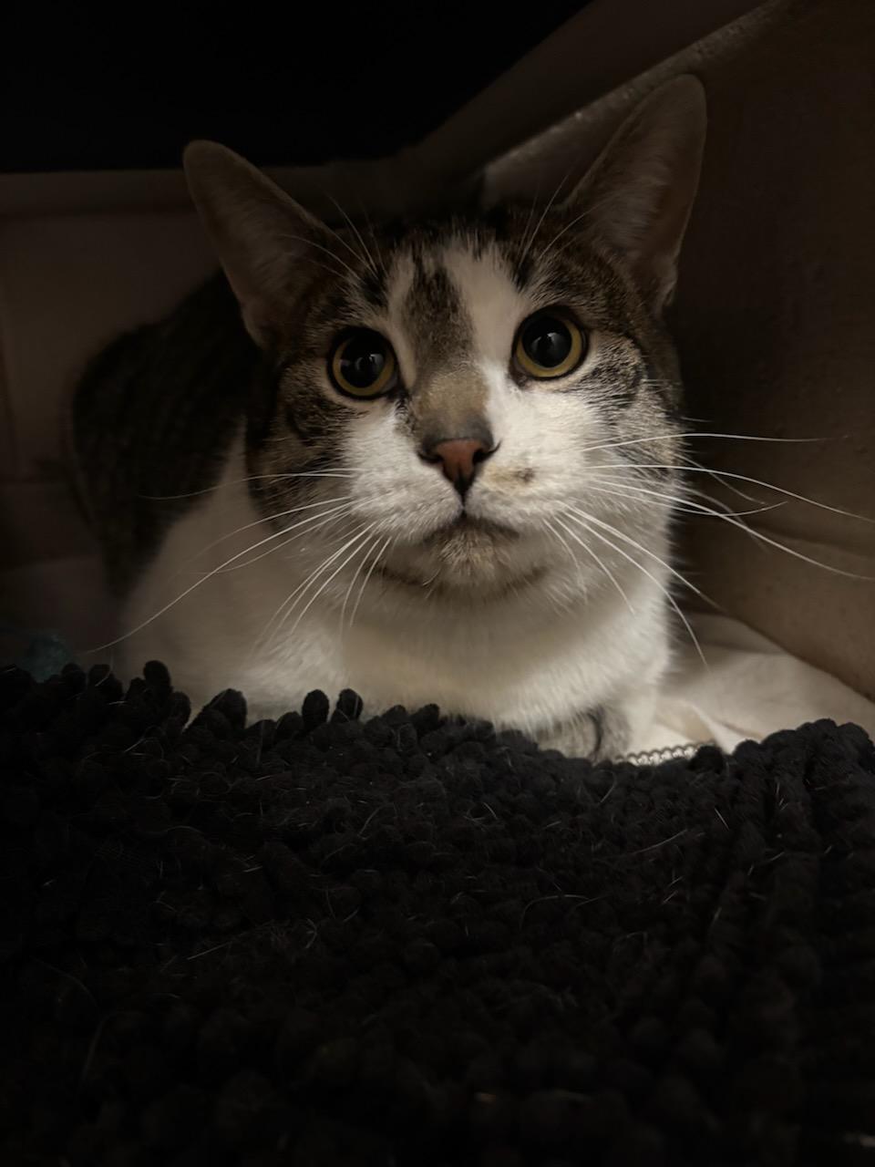 Enlarge Eeyore, a ADOPTABLE Domestic Short Hair in Bowmanville, ON image 1/2