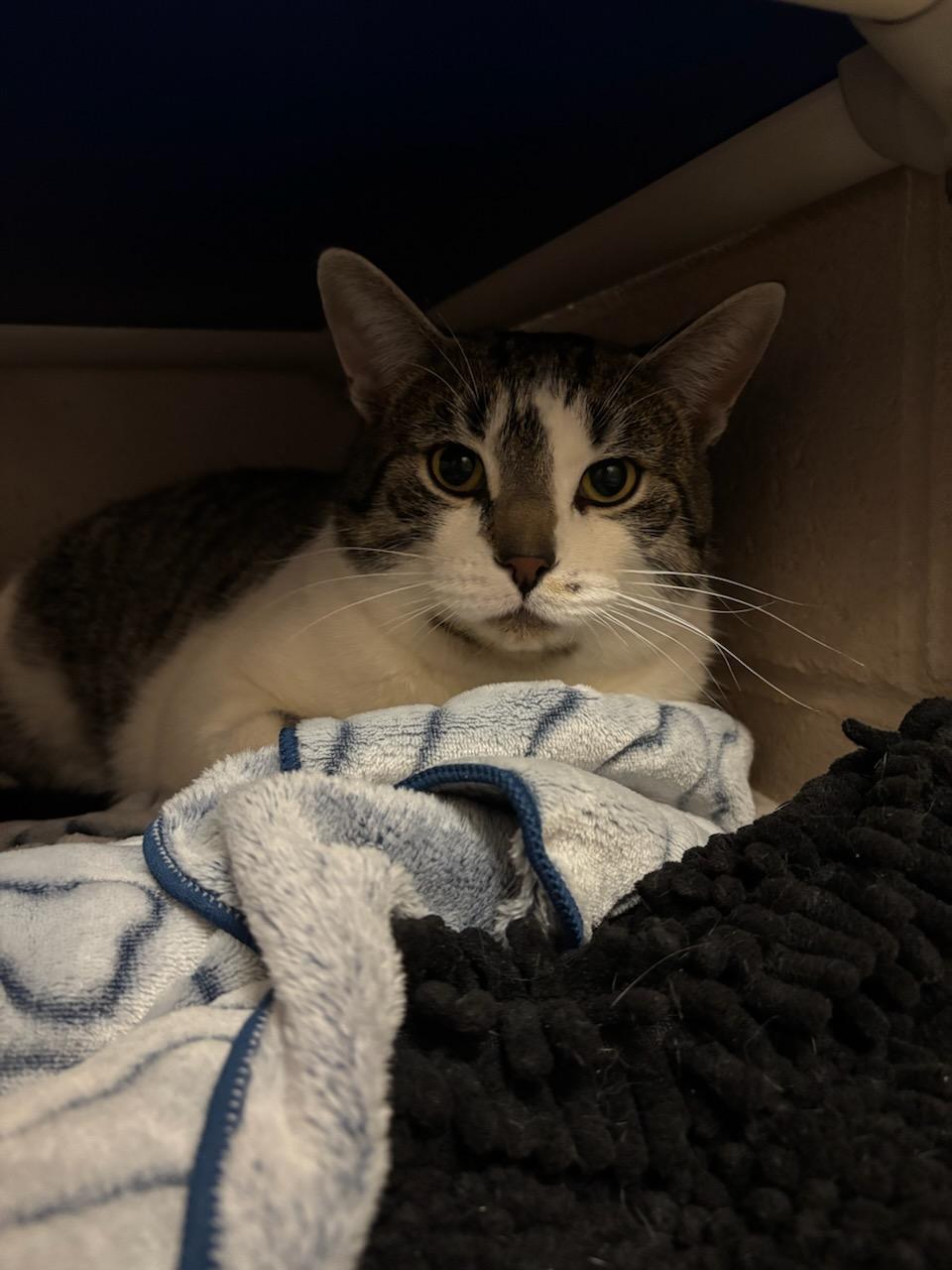 Enlarge Eeyore, a ADOPTABLE Domestic Short Hair in Bowmanville, ON image 2/2