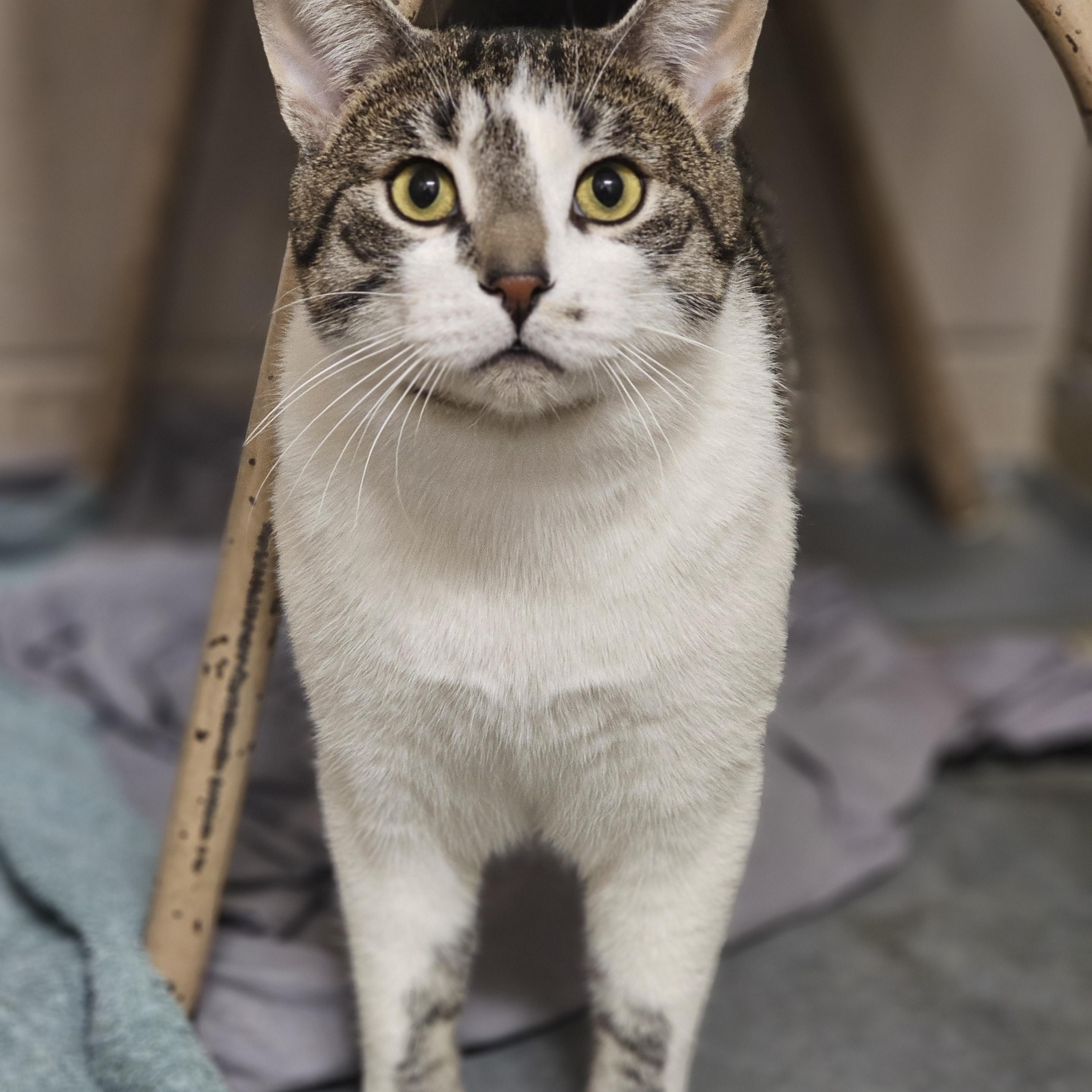 Enlarge Eeyore, a ADOPTABLE Domestic Short Hair in Bowmanville, ON image 2/2