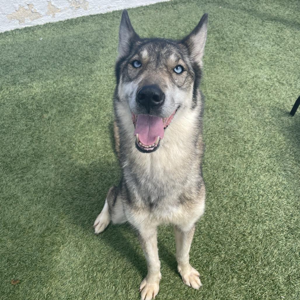 Shakira, Adoptable, Adult Female Siberian Husky & Shepherd.