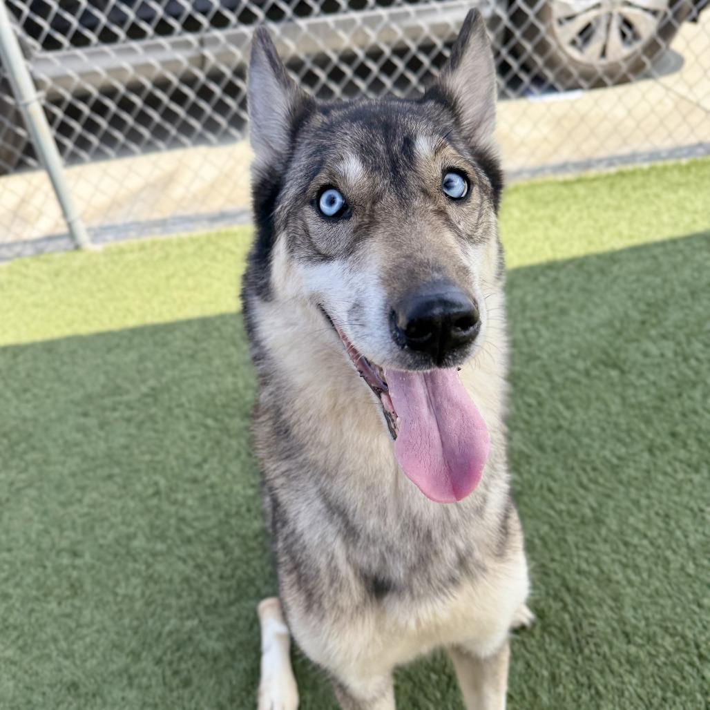 Enlarge Shakira, a Adoptable mixed breed in Hawthorne, CA image 2/2