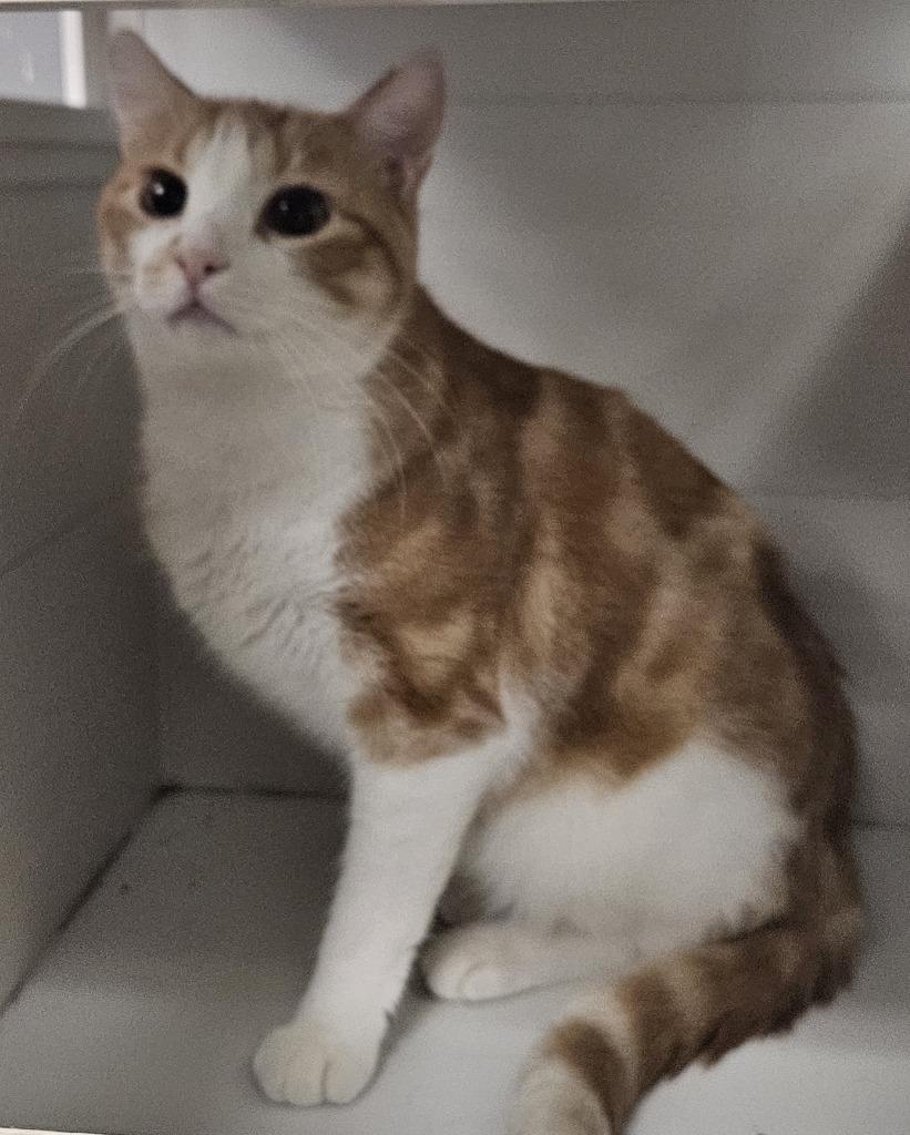 Enlarge Cub, a Adoptable mixed breed in Lemoore, CA image 1/1