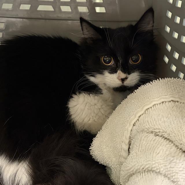 NES, Adoptable, Young Female Domestic Long Hair.