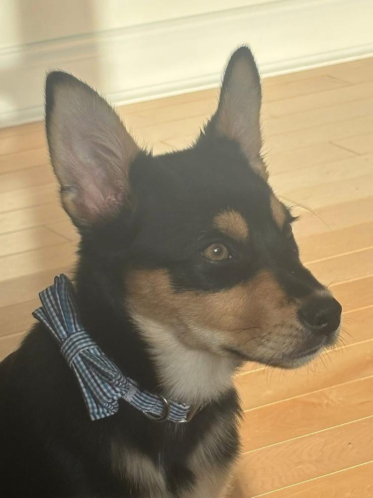 Peeper #5221, Adoptable, Puppy Male Australian Shepherd.