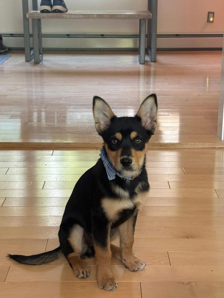 Enlarge Peeper #5221, a Adoptable mixed breed in Plymouth, MA image 2/6