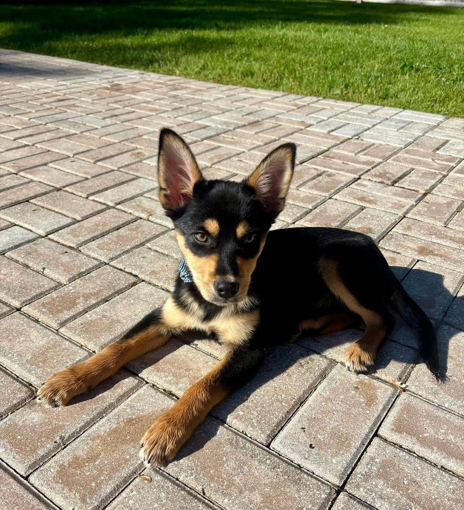 Enlarge Peeper #5221, a Adoptable mixed breed in Plymouth, MA image 3/6