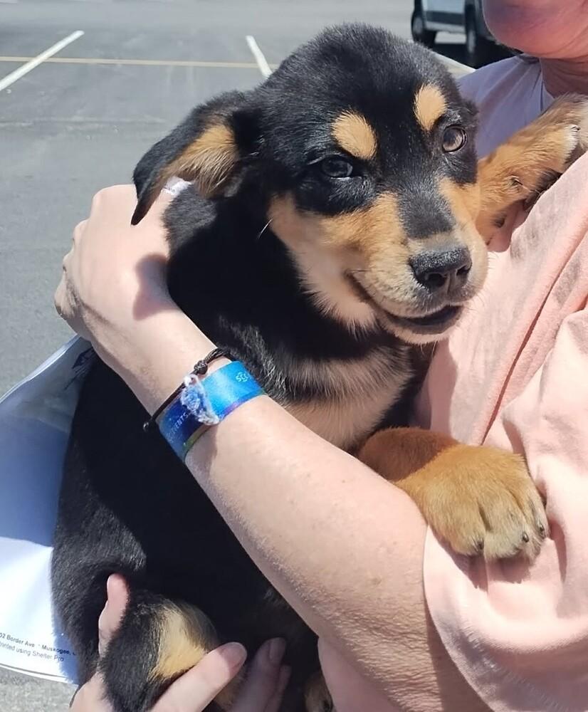 Enlarge Peeper #5221, a Adoptable mixed breed in Plymouth, MA image 6/6