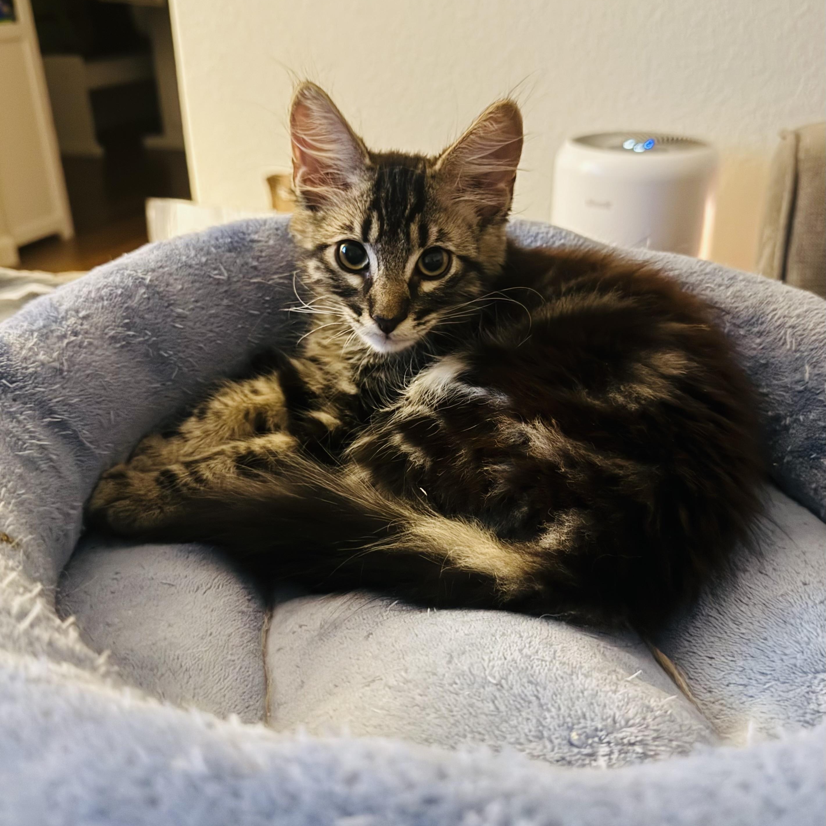 Max, a ADOPTABLE Domestic Long Hair in Sacramento, CA image 2/6