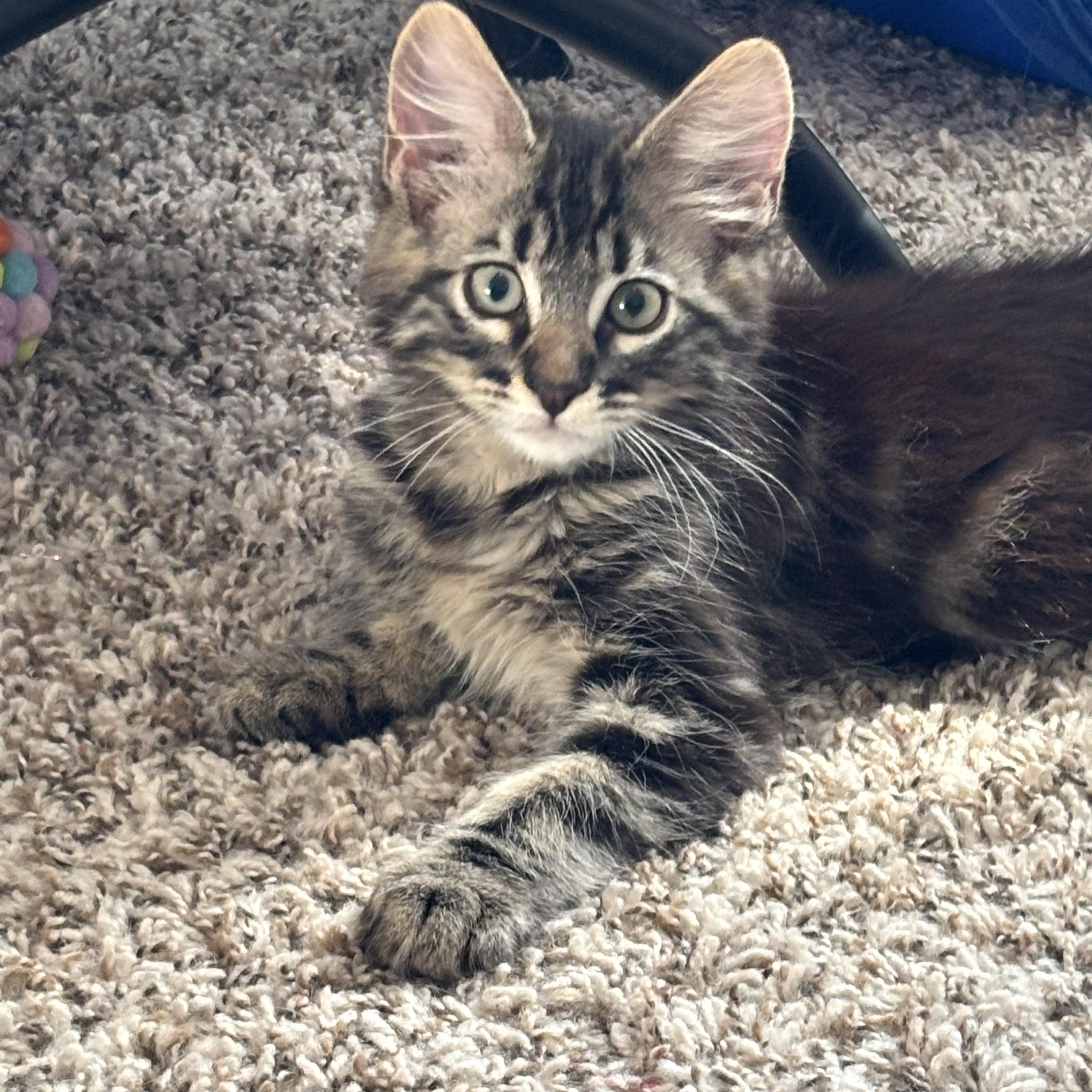 Max, ADOPTABLE, Kitten Male Domestic Long Hair.