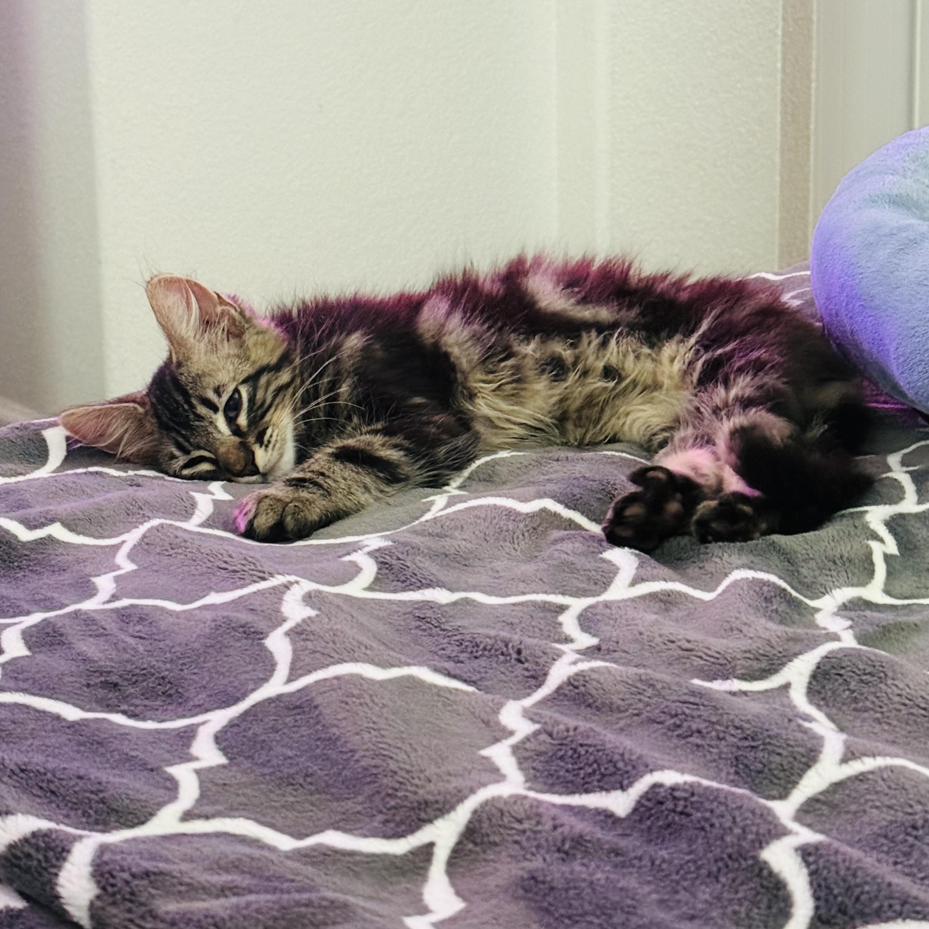 Max, a ADOPTABLE Domestic Long Hair in Sacramento, CA image 5/6