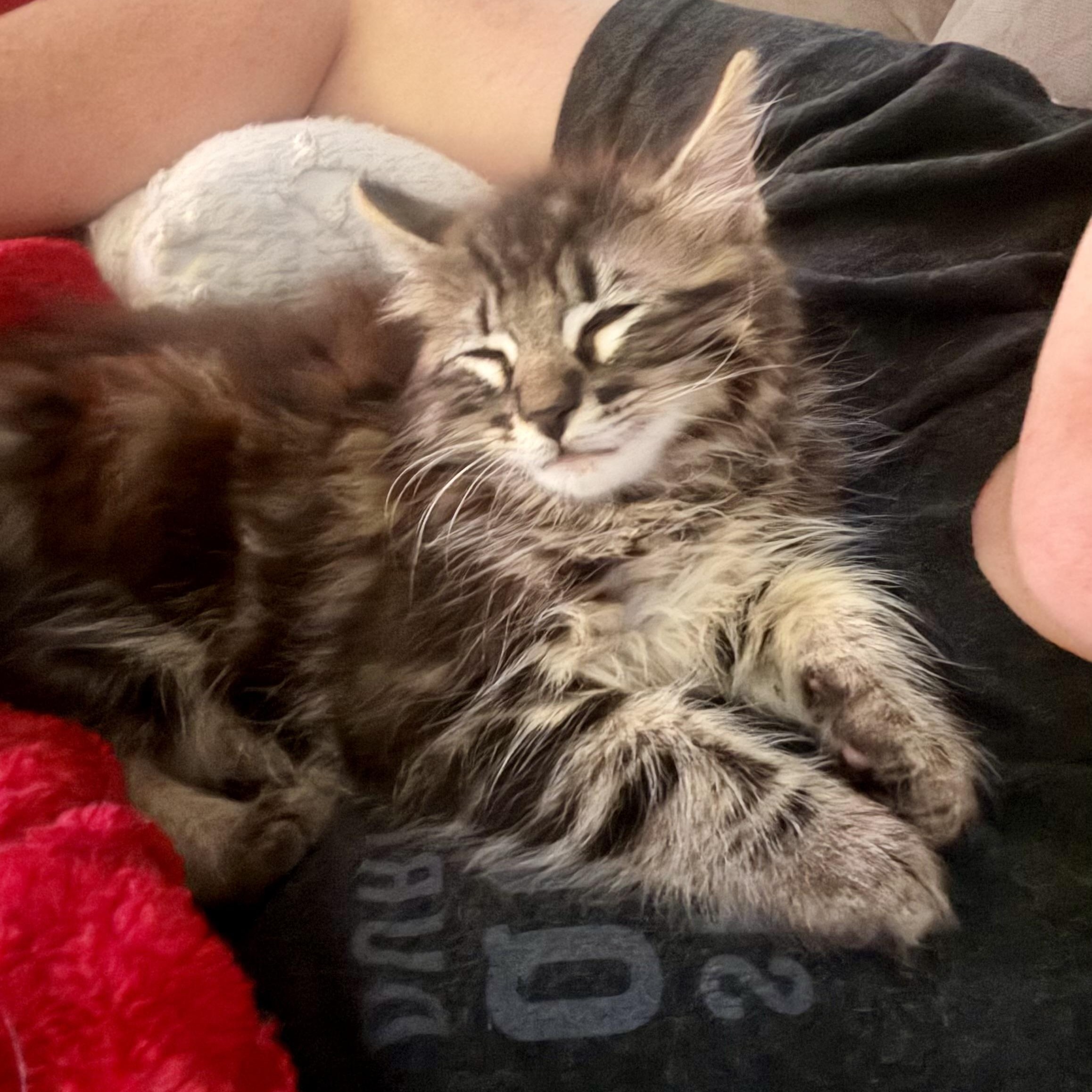 Max, a ADOPTABLE Domestic Long Hair in Sacramento, CA image 6/6