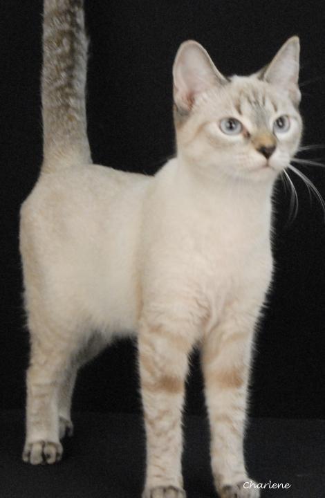 Nee Doh, Adoptable, Young Female Domestic Short Hair & Siamese.