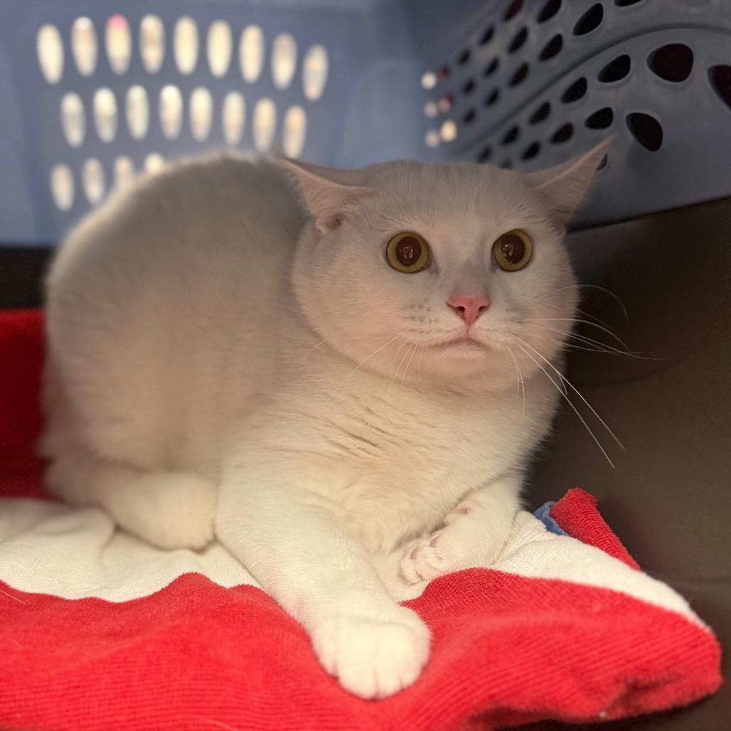Lulu, Adoptable, Adult Female Domestic Short Hair.