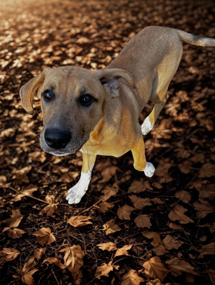 Purple, a Adoptable mixed breed in McKinney, TX image 1/3