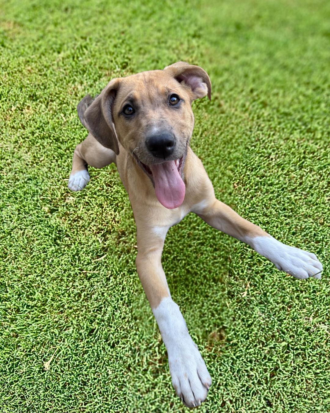 Purple, a Adoptable mixed breed in McKinney, TX image 2/3