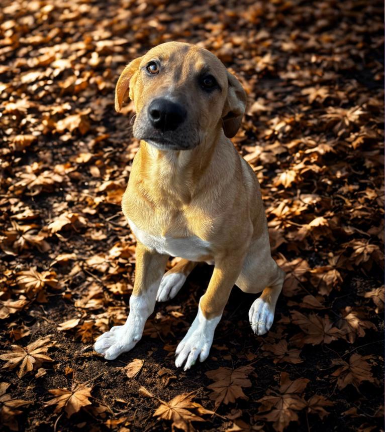 Purple, a Adoptable mixed breed in McKinney, TX image 3/3