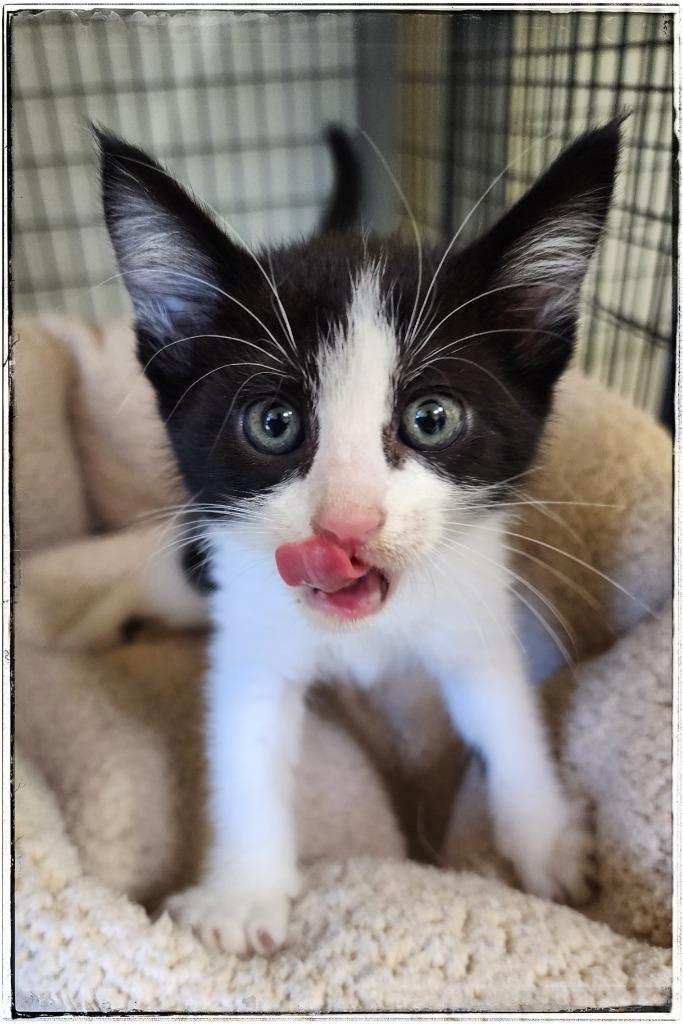 Starfish, Adoptable, Young Female Domestic Short Hair.
