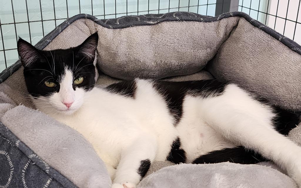 Enlarge Starfish, a Adoptable mixed breed in Gold Beach, OR image 2/2