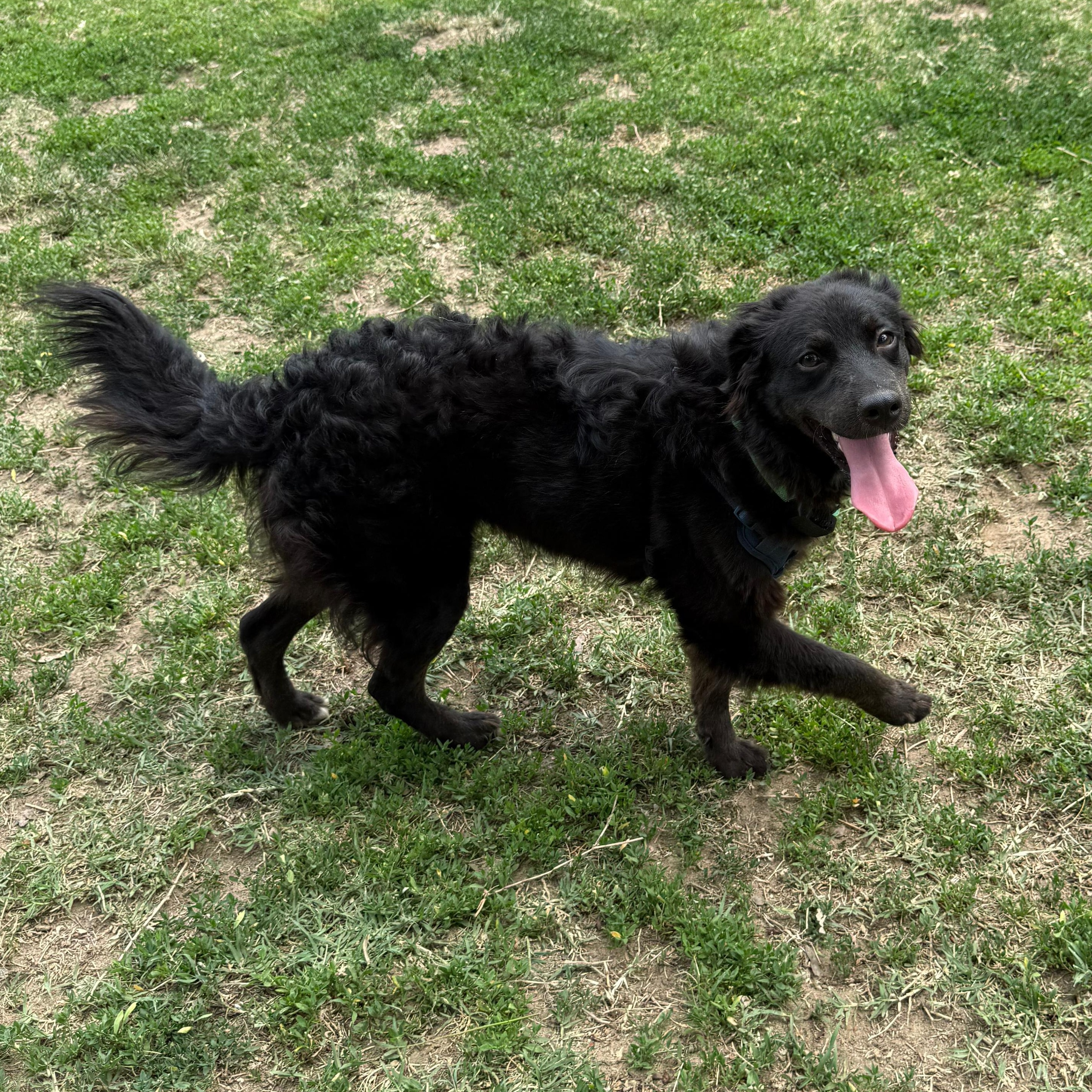 Sam, a Adoptable mixed breed in Baltimore, MD image 3/6