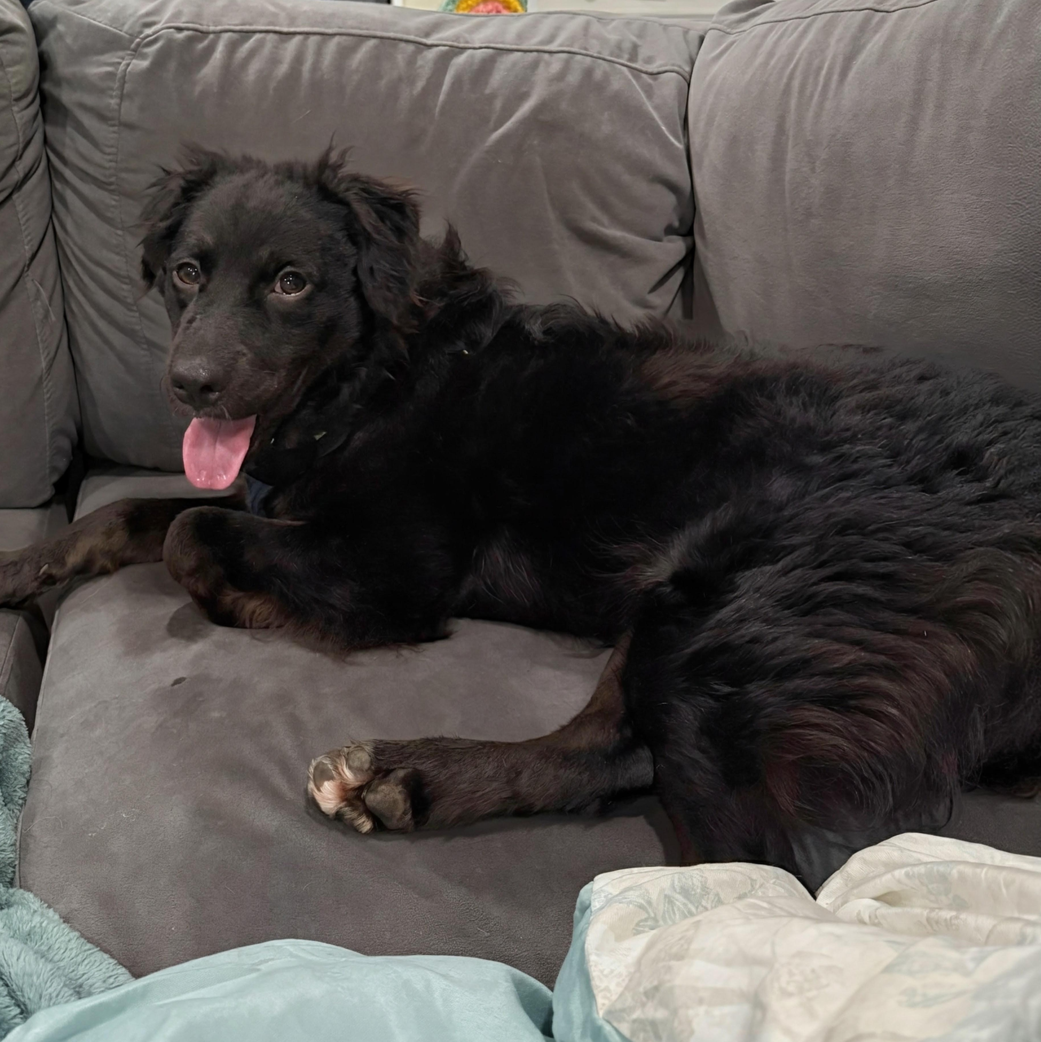 Sam, a Adoptable mixed breed in Baltimore, MD image 5/6