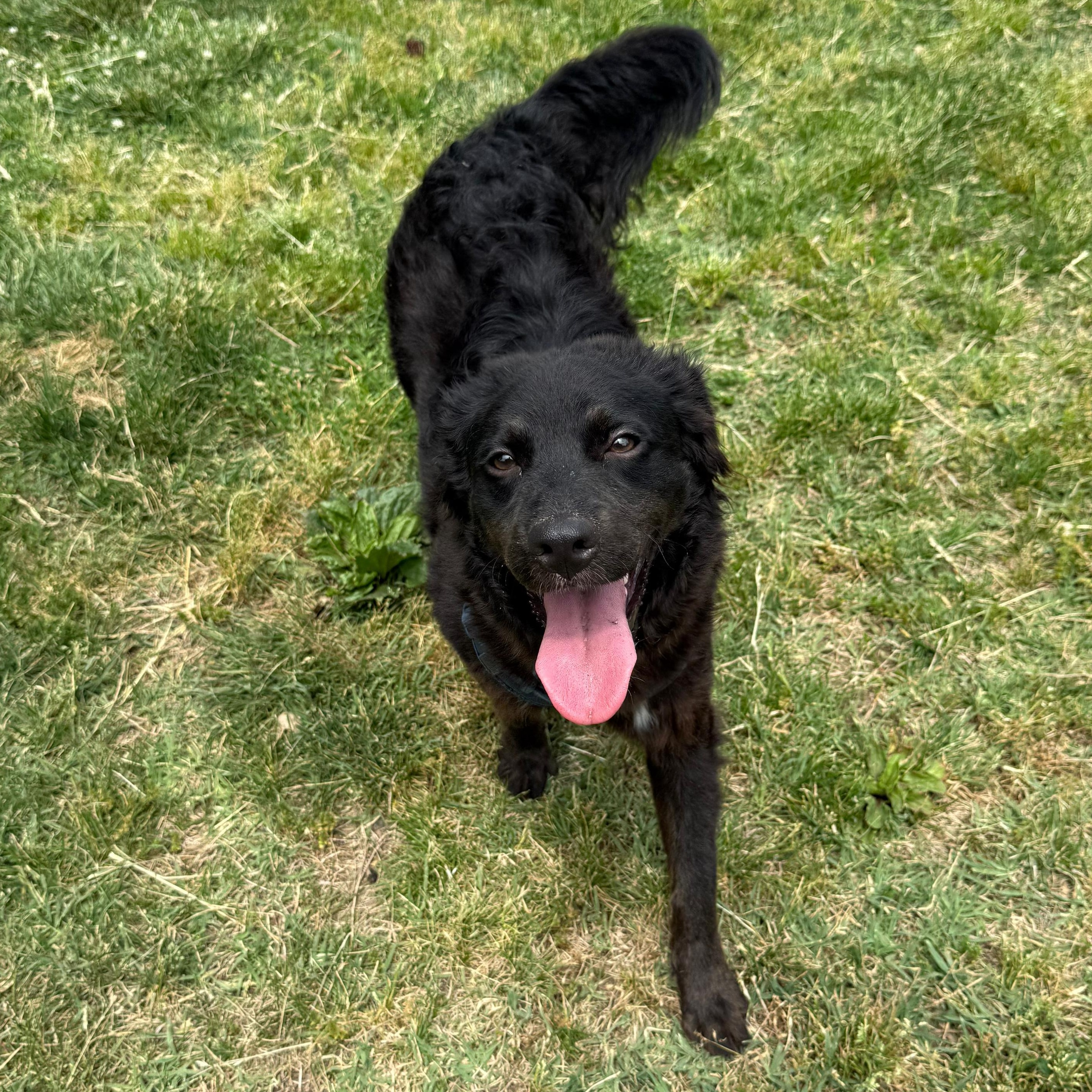 Sam, a Adoptable mixed breed in Baltimore, MD image 4/6