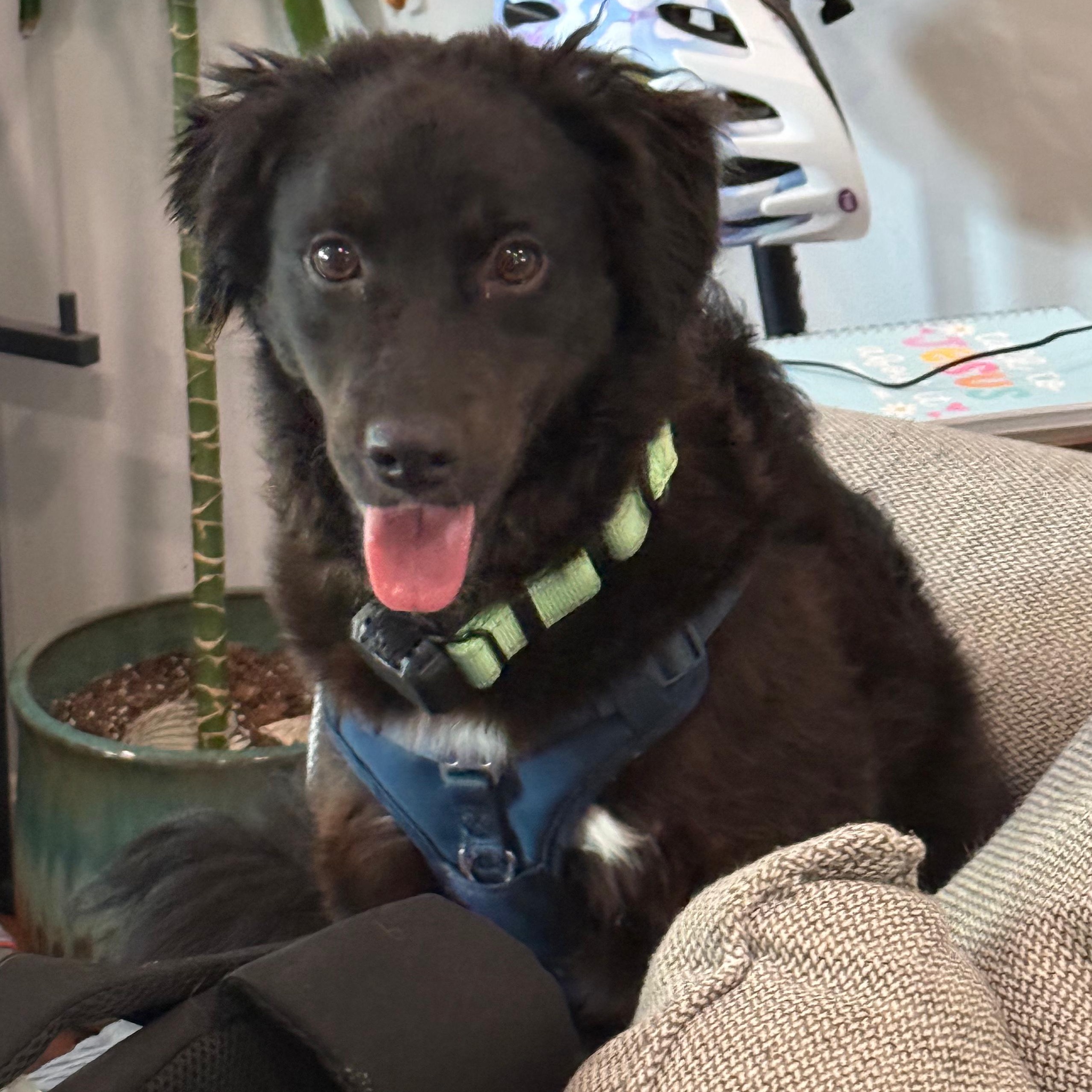 Sam, a Adoptable mixed breed in Baltimore, MD image 2/6
