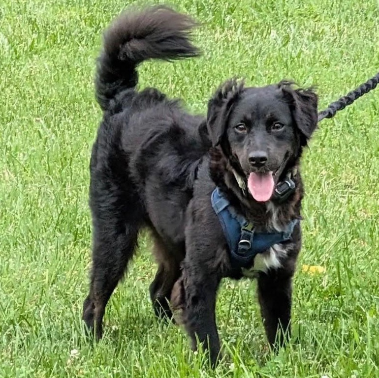 Sam, a Adoptable mixed breed in Baltimore, MD image 1/6