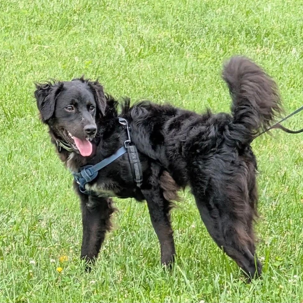 Sam, a Adoptable mixed breed in Baltimore, MD image 6/6