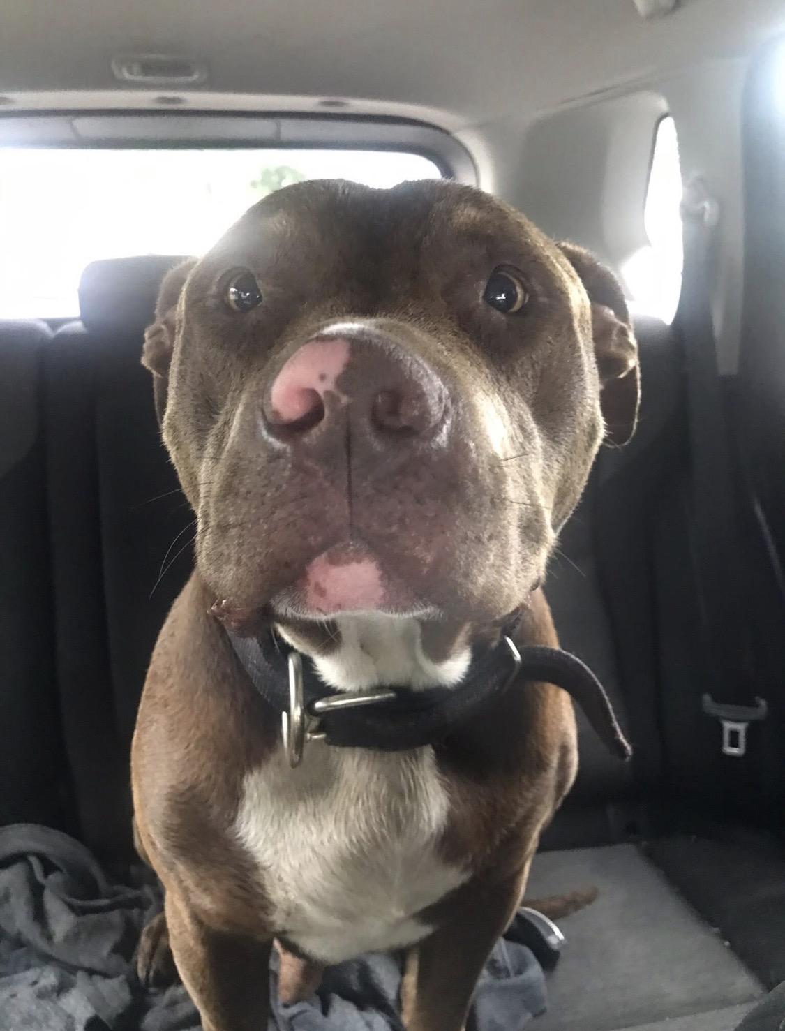 Enlarge Moose, a Adoptable mixed breed in Allen, TX image 2/5