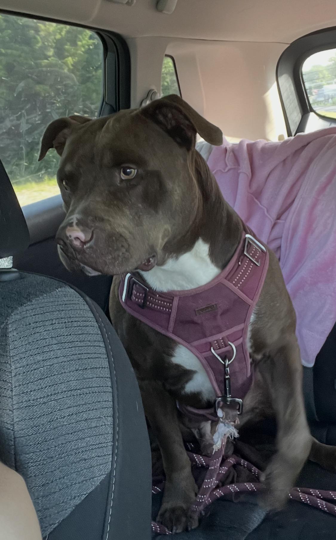 Moose, Adoptable, Young Male Pit Bull Terrier.
