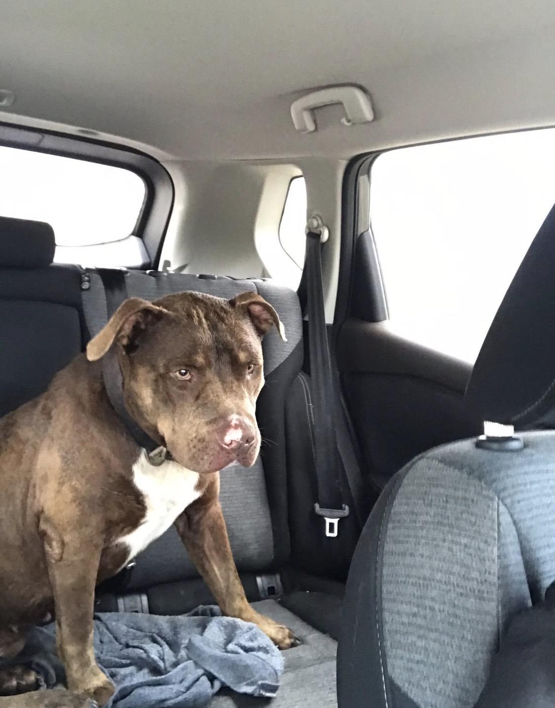 Enlarge Moose, a Adoptable mixed breed in Allen, TX image 3/5